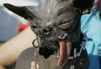 美举行全球最丑犬比赛 中国小狗丑压全场