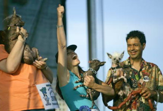 美举行全球最丑犬比赛 中国小狗丑压全场