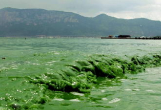 昆明滇池暴发蓝藻污染严重 湖水如绿油漆