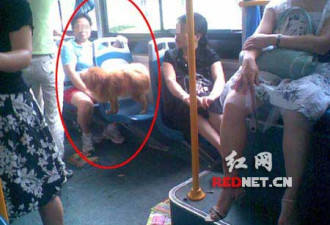 长沙公交车上狗占座位 网友称有伤风化