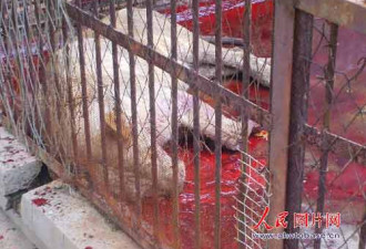 江苏动物园狮子咬死饲养员 当场击毙