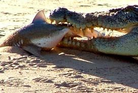 澳洲渔夫拍到罕见照片 鳄鱼生吞鲨鱼