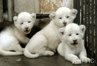 活泼可爱：哈尔滨动物园白虎产下三胞胎