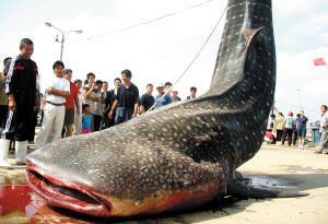 奇货可居　青岛渔民捕获5吨多重夫妻鲨