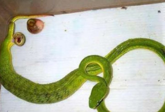 蛇为何能够不吃不喝，还可以长得更大？