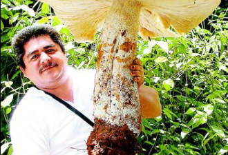 墨西哥巨型蘑菇：“体重”20公斤 高70厘米