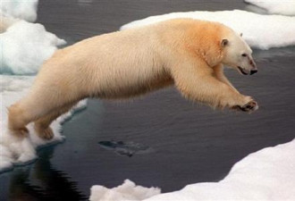研究报告：2100年北极熊可能将灭绝