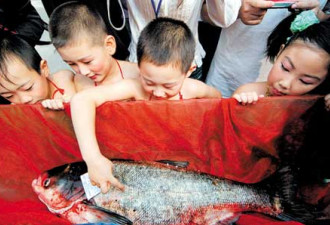 北京“鱼王”拍出33万天价 身长1米重45斤