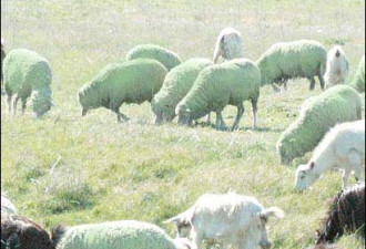 250只绵羊一夜全变绿　成群结队像怪物