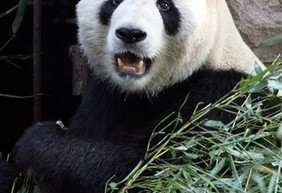 北京大熊猫攻击游客 双腿被咬腿骨暴露
