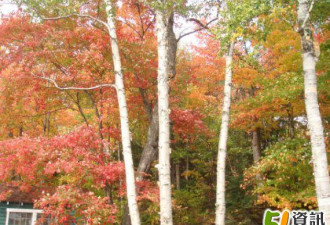 Algonquin 的秋天，一路都是“枫”景