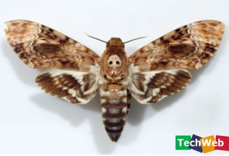 视觉冲击：最酷、最美丽的11种蛾类