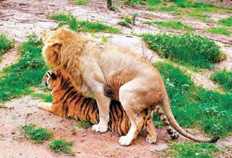难得一见：“狮与虎”交配珍贵照片曝光