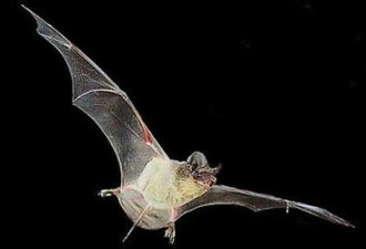 世界最大蝙蝠洞：2千万游离尾蝠的家