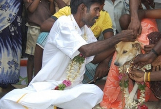 “史上最惨印度男子”：被迫与母狗结婚