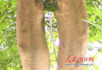 贵州桐梓：神奇树干酷似女性美腿
