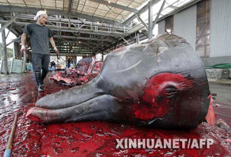 不顾世界反对 日本人为何非要吃鲸鱼?
