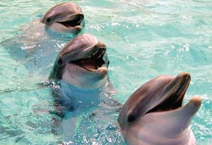 奇闻：海豚从大白鲨口中救下美国冲浪者