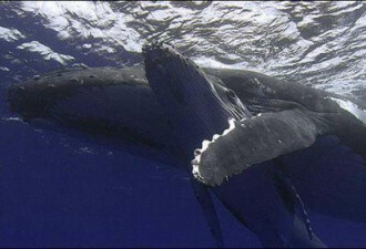 纪录片拍到驼背鲸护幼子 尽现母子情深