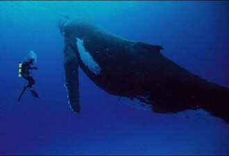 纪录片拍到驼背鲸护幼子 尽现母子情深