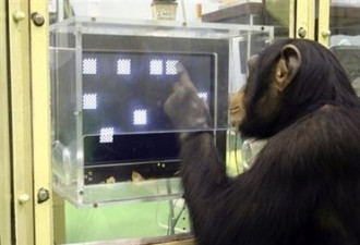 黑猩猩在记忆力竞赛中击败日本大学生