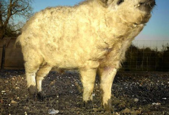 英国惊现灭绝了37年的动物“绵羊猪”
