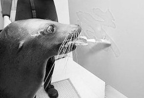 芝加哥“海狮画家”抽象作品惊呆游客