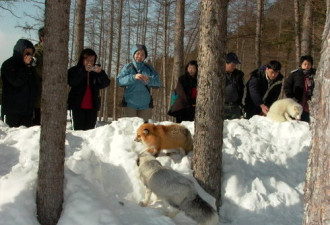 日本北海道的狐狸精 看过之后蛮喜欢