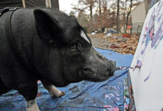美国小猪不幸患癌　自己作画赚医疗费