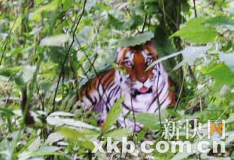 北师大教授分析：照片中的老虎是真的