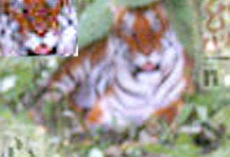 北师大教授分析：照片中的老虎是真的