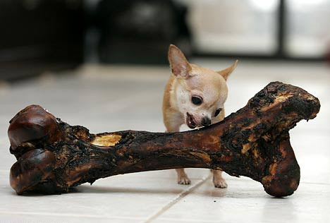 世界最小狗体长仅15.2厘米   四肢像棒棒糖
