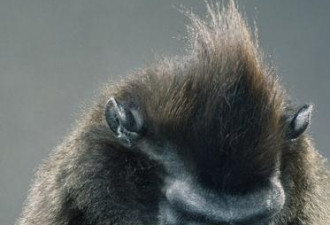 摄影绝片：加拿大牛人把猴子拍得像人