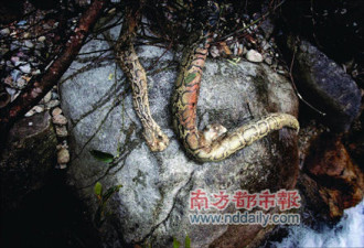 雪灾波及动物：广东80斤重蟒蛇被冻死