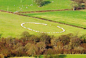 英国农场：百多头绵羊围出“神秘怪圈”