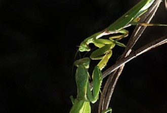 恐怖的自然规律：雌螳螂“吃夫”全过程