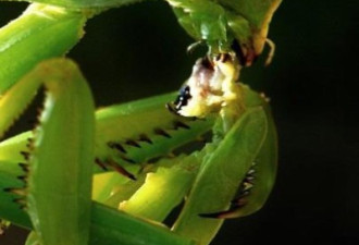 恐怖的自然规律：雌螳螂“吃夫”全过程
