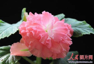 美丽的朝鲜“金正日花”被评为世界名花