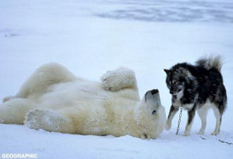 实拍：罕见照片——野生北极熊与狗玩耍