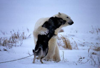 实拍：罕见照片——野生北极熊与狗玩耍