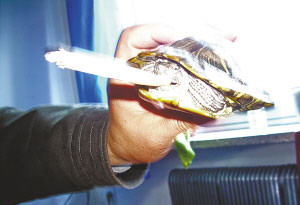 小乌龟染上烟瘾 不到4分钟抽完一根烟