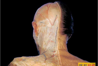 美国科学家获得最清晰的人体内部3D图