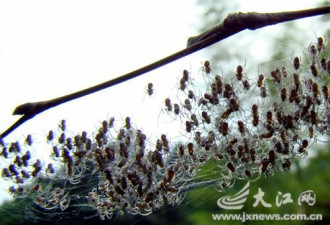数百蜘蛛聚集同一张网上 与天气有关