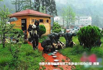 卧龙中国保护大熊猫研究中心震后现场