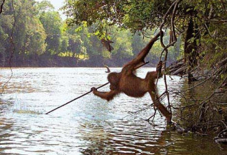 摄影师在印尼首次拍到猩猩用木棍捕鱼