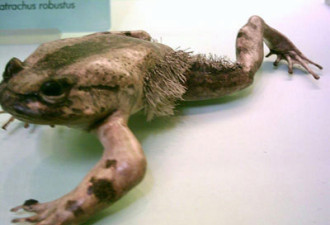 生物学家发现怪异青蛙 身上长毛有利爪