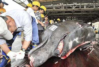血腥：日本组织10岁儿童观看杀鲸过程