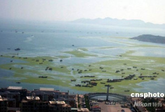 青岛海域浒苔问题严重 已清理10万吨