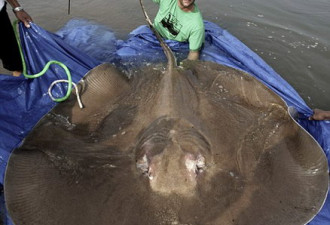 美国生物学家捕获世界最大淡水鱼类