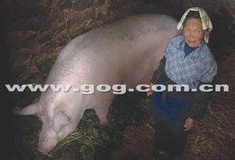 贵州独居老太7年喂出重1300余斤的猪王